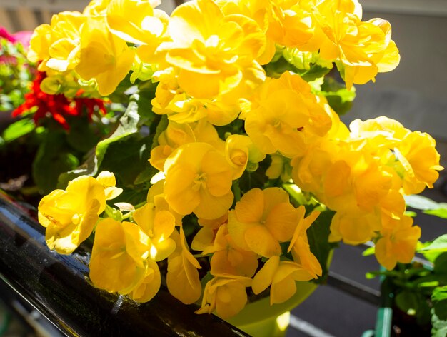 Lindas flores amarelas em vasos em uma varanda ensolarada em atenas grécia