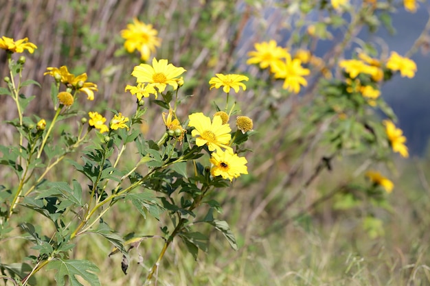 Lindas flores amarelas no jardim nas montanhas e fundo com a paisagem