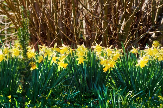 Lindas flores amarelas selvagens e coloridas crescendo fora em ambiente natural na natureza Paisagem de plantas de narcisos de Narciso em um parque floral verde ou campo em um dia de verão brilhante e ensolarado