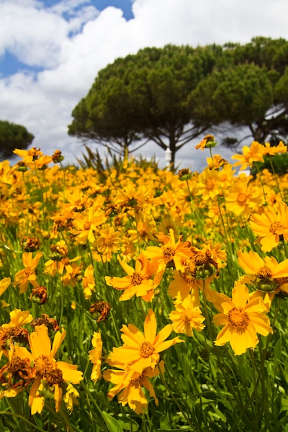 Lindas flores amarelas