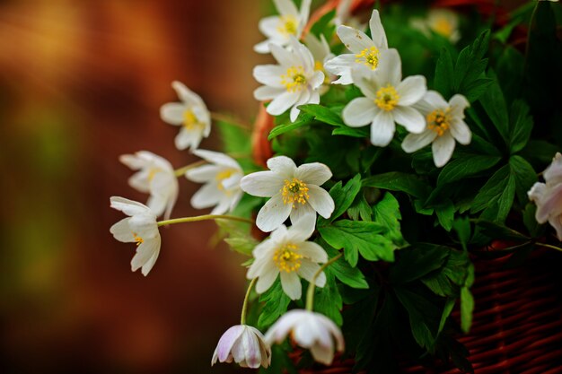 Lindas flores Anemone nemorosa