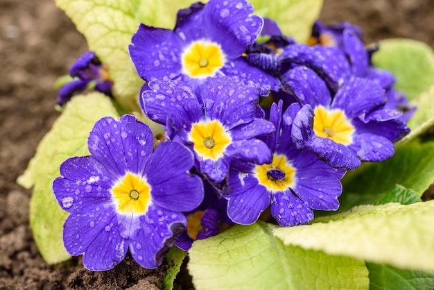 Lindas flores azuis de prímula no jardim de casa