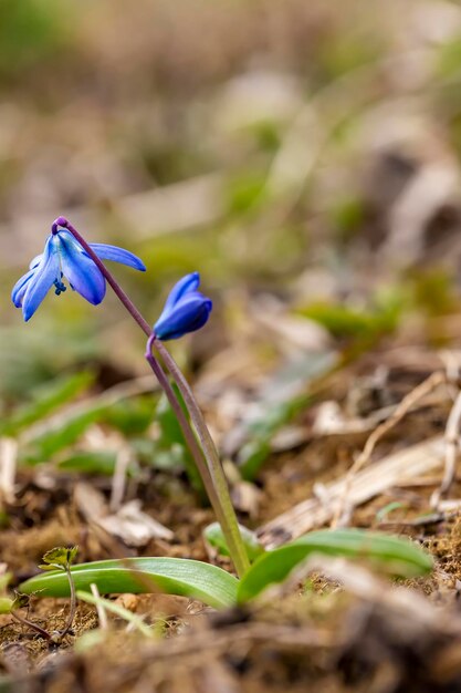 Foto lindas flores azuis de scilla siberica em um dia quente de primavera closeup