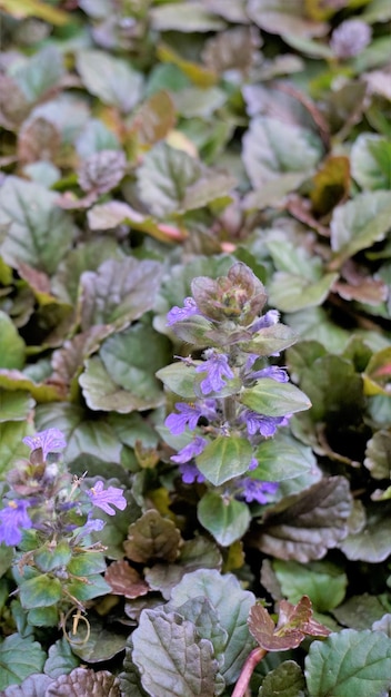 Lindas flores azuis e violetas de Ajuga genevensis, também conhecidas como bugleweed de Genebra