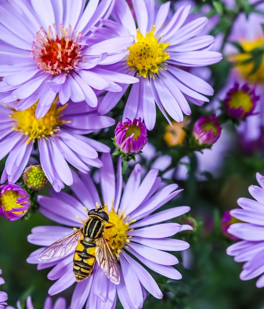 Lindas flores azuis em safira mistaster com uma abelha no jardim de outono