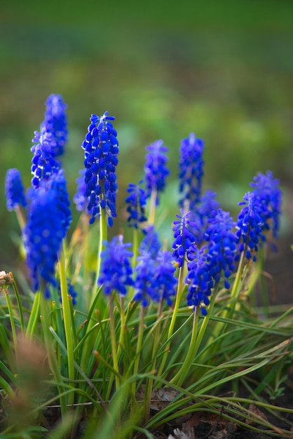 lindas flores azuis no jardim