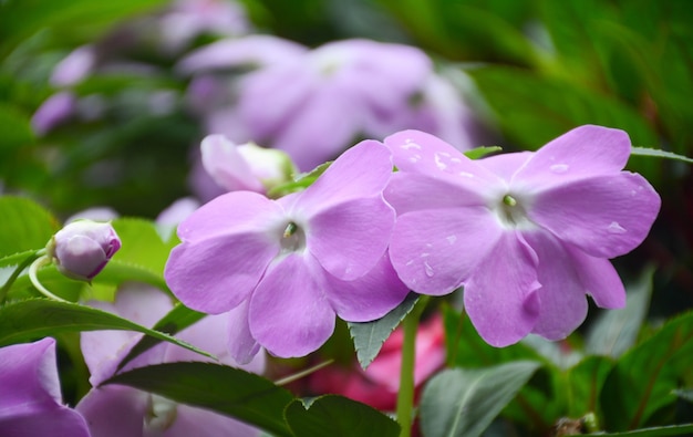 Lindas flores azuis pela manhã no jardim