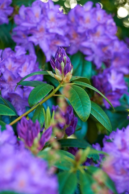 Lindas flores bonitas e coloridas em um jardim verde pacífico com bokeh Aumente o zoom em padrões florais de rododendro roxo e textura macia de pétalas florescendo em um prado em um campo ou floresta