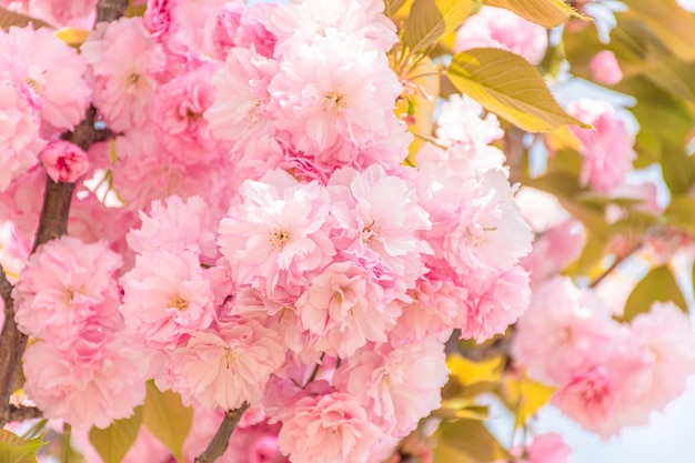 Lindas flores bonitas em flores de cerejeira de primavera