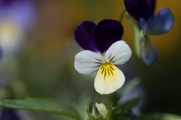 Lindas flores bonitas no jardim fechado Foco seletivo pequeno e belas plantas de conto de fadas