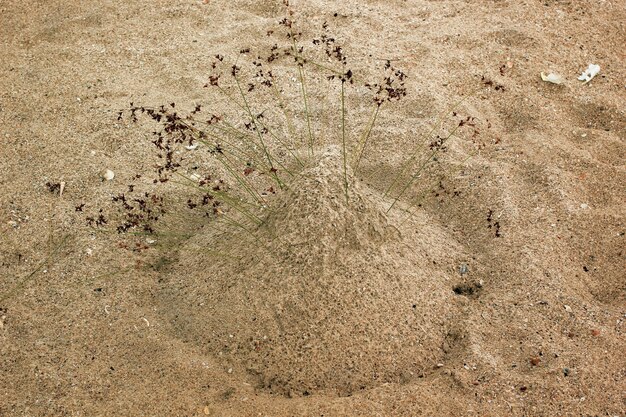 Lindas flores bordadas em um monte de areia.