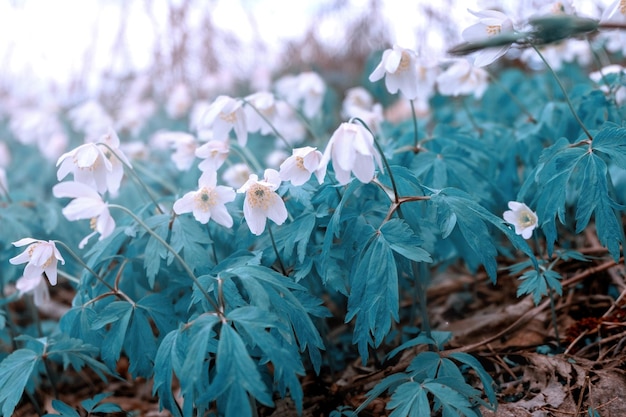 Lindas flores brancas anêmonas na primavera na natureza na floresta paisagem de floresta de manhã de primavera com prímulas floridas foco seletivo suave matização na cor turquesa