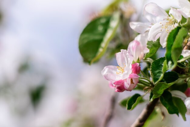 Lindas flores brancas contra plantas verdes no jardim primavera., Plantas e flores