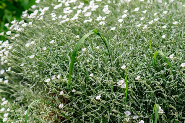 Lindas flores brancas contra plantas verdes no jardim primavera.