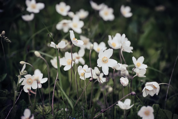 Lindas flores brancas de anêmona crescendo no prado na primavera fundo macio sazonal ao ar livre natural