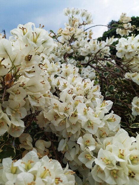 Foto lindas flores brancas de buganvilla florescem no verão