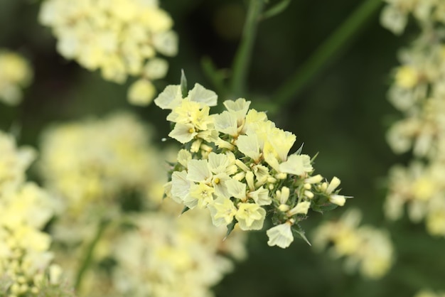 Lindas flores brancas de estática crescendo no jardim fechado