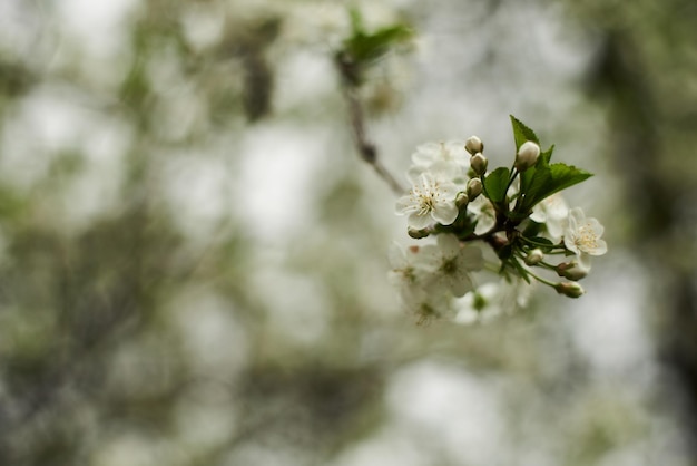 Foto lindas flores brancas de macieira foco seletivo bokeh fundo natural verde