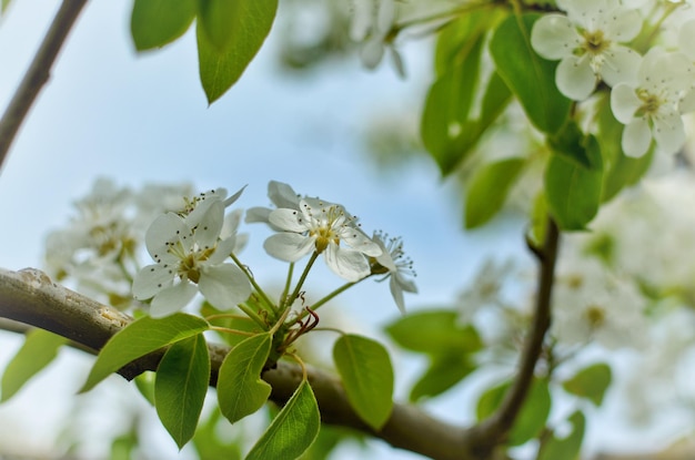 Lindas flores brancas de pêra