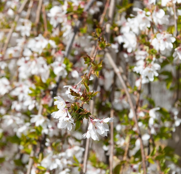 Lindas flores brancas de sakura em plena floração da primavera