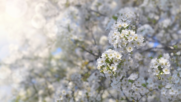 Lindas flores brancas de uma cerejeira desabrochando sob a luz do sol