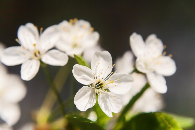 Lindas flores brancas de uma macieira fechada em um suave borrão