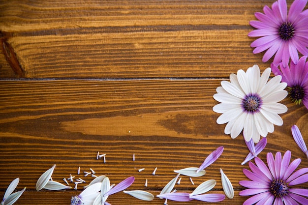 Foto lindas flores brancas e roxas de osteospermum sobre um fundo de madeira