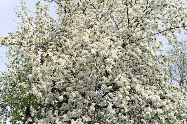 Lindas flores brancas em um galho de uma macieira contra o fundo de um jardim desfocado