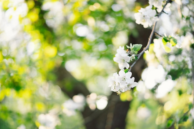 Lindas flores brancas em um galho de uma macieira no contexto de um jardim desfocado Flor de macieira Fundo de primavera