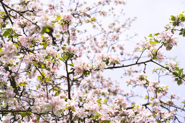 Lindas flores brancas em um galho de uma macieira no contexto de um jardim desfocado flor de macieira fundo de primavera