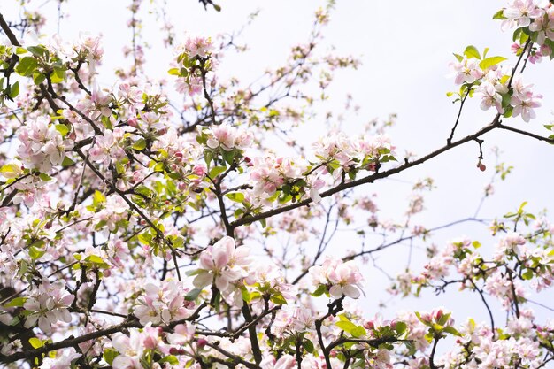 Lindas flores brancas em um galho de uma macieira no contexto de um jardim desfocado Flor de macieira Fundo de primavera