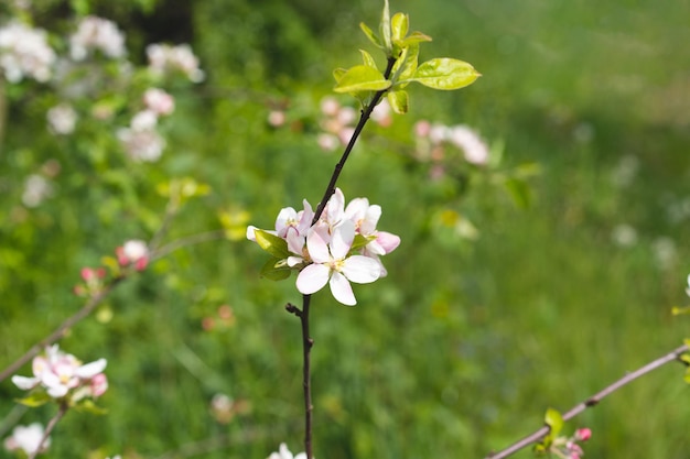 Lindas flores brancas em um galho de uma macieira no contexto de um jardim desfocado Flor de macieira Fundo de primavera