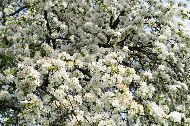 Lindas flores brancas em um galho de uma macieira no contexto de um jardim desfocado Flor de macieira Fundo de primavera