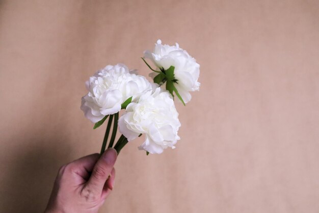 Lindas flores brancas na mão