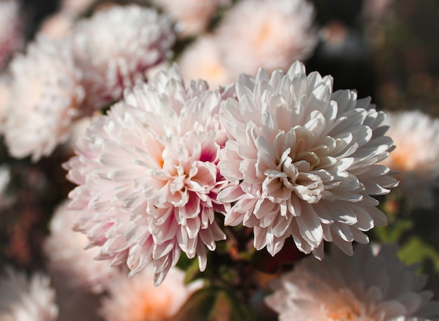 Lindas flores brancas no jardim