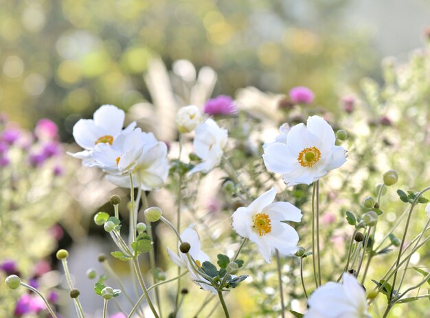 lindas flores brancas