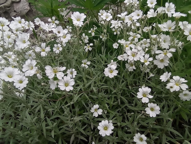 lindas flores brilhantes brancas ensolaradas no jardim no fundo abetos jardinagem