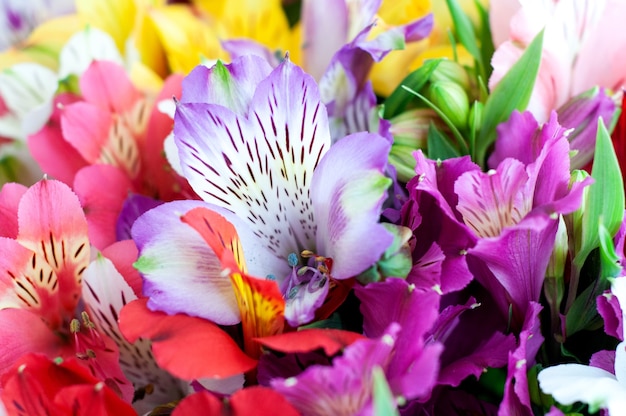 Foto lindas flores coloridas de alstroemeria