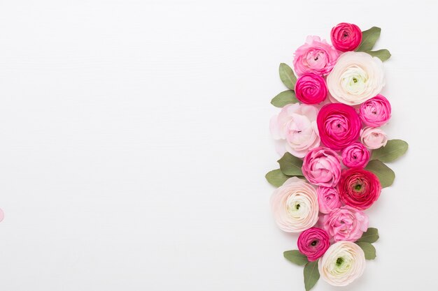 Lindas flores coloridas de ranúnculo em um fundo branco. Cartão de dia dos namorados.