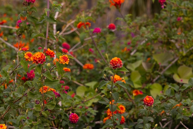 Lindas flores coloridas na natureza