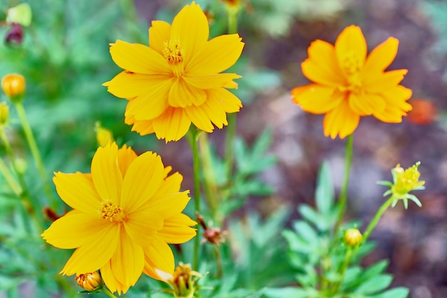 Lindas flores com fundo desfocado jardim