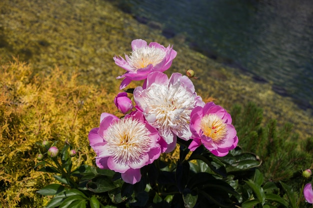 Lindas flores como pano de fundo