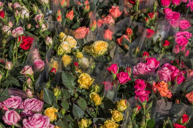 Lindas flores como pano de fundo