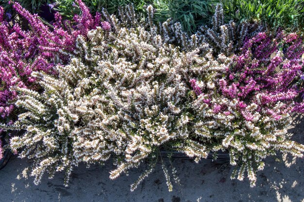 Lindas flores como pano de fundo