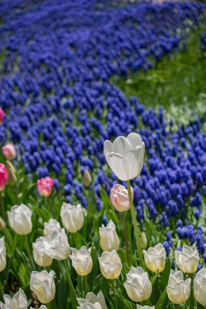 Lindas flores como pano de fundo