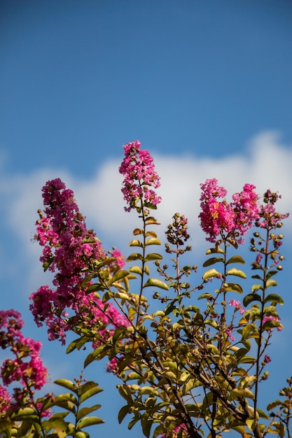 Lindas flores como pano de fundo