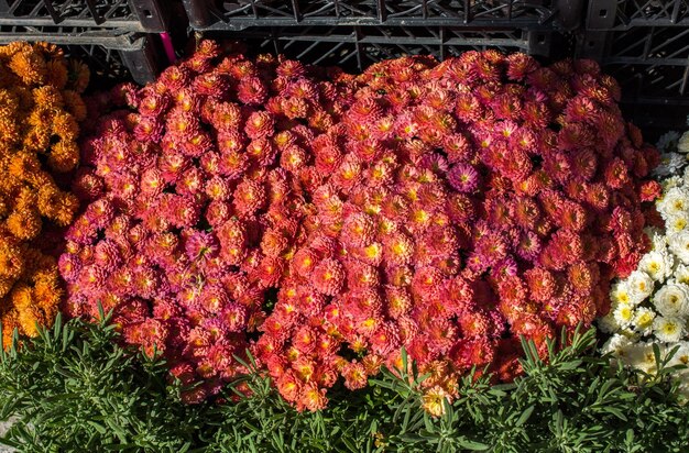 Lindas flores como pano de fundo