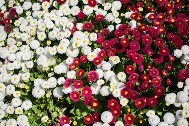 Lindas flores como pano de fundo