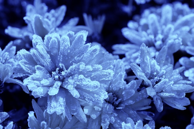 Lindas flores congeladas cobertas com geada Fundo floral outono inverno Tonificação monocromática