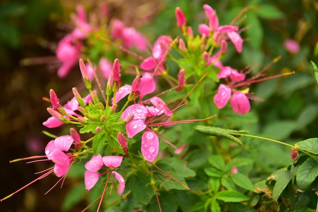 Lindas flores cor de rosa com a gota de chuva no jardim